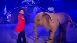 Spektakuläre Akrobatik, galoppierende Pferde und verblüffende Illusionen: So verlief die Premiere des Circus Knie