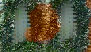 Gartentipp: Mit selbst gebastelten Kränzen die Winterzeit aufhübschen