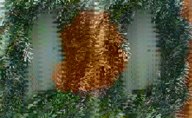 Gartentipp: Mit selbst gebastelten Kränzen die Winterzeit aufhübschen