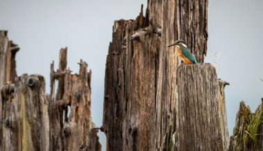 Erstmals seit 42 Jahren werden seltene Brutvögel in der Ostschweiz gezählt – Freiwillige helfen der Wissenschaft
