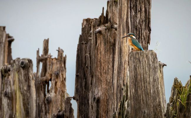 Erstmals seit 42 Jahren werden seltene Brutvögel in der Ostschweiz gezählt – Freiwillige helfen der Wissenschaft