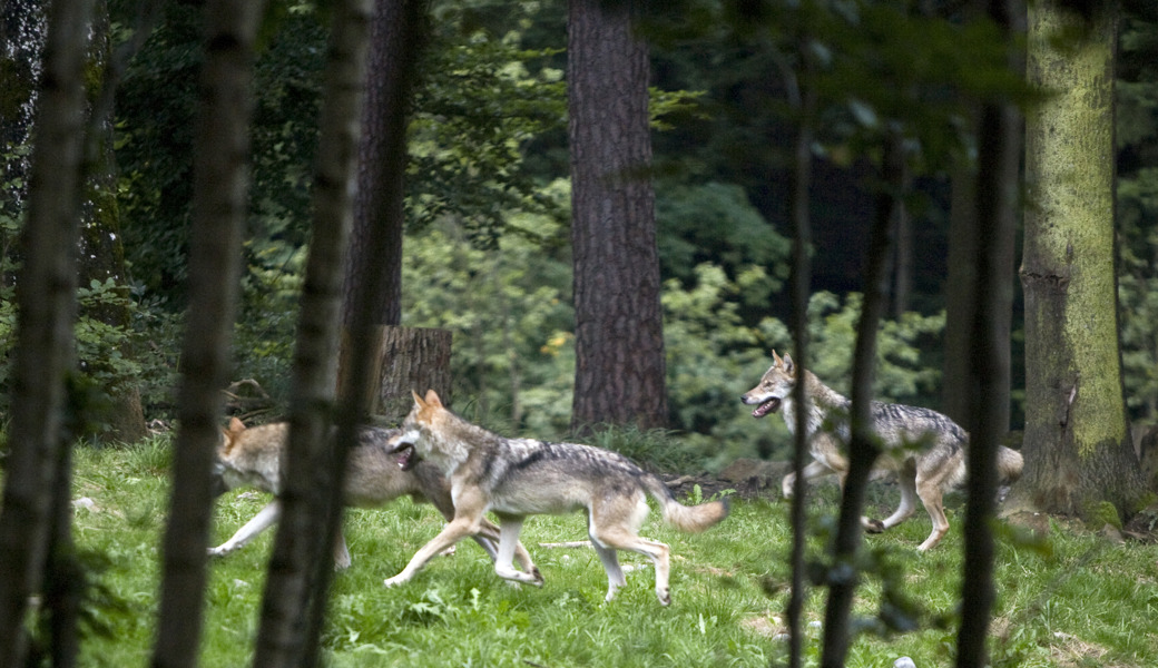 Die Kantonsregierung sieht im gemeldeten Verhalten des Wolfsrudels am Flumserberg nichts Aussergewöhnliches.