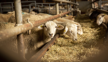 Panik in einem Stall: 30 tote Schafe in Flums. Laut Wildhut war kein Wolf beteiligt