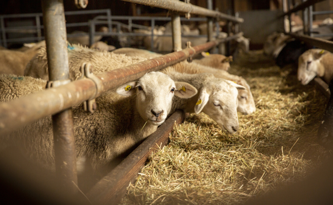 Panik in einem Stall: 30 tote Schafe in Flums. Laut Wildhut war kein Wolf beteiligt