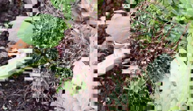 Gartentipp: Pflanzen stehen sich selbst nah und geben nur Überschüsse an andere ab