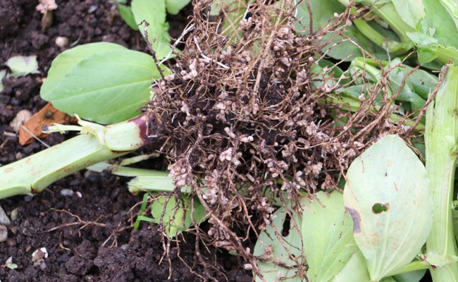 Gartentipp: Pflanzen stehen sich selbst nah und geben nur Überschüsse an andere ab