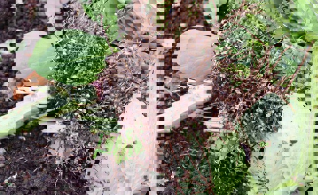 Gartentipp: Pflanzen stehen sich selbst nah und geben nur Überschüsse an andere ab