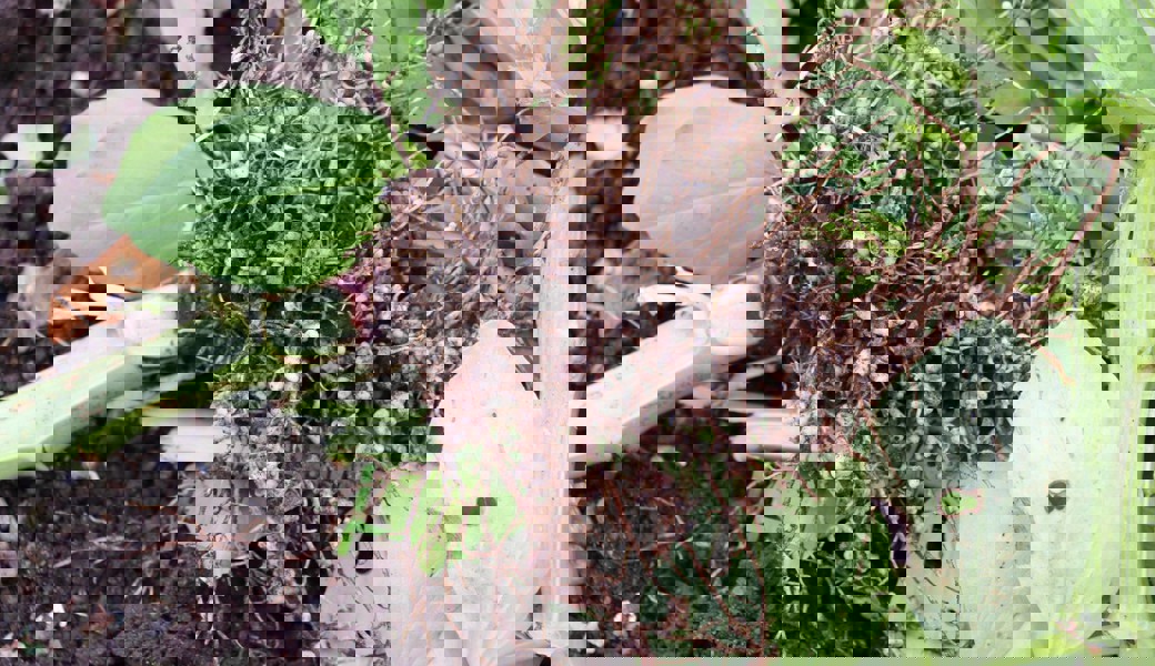  Jedes weisse Wurzelknöllchen dieser Puffbohne ist prall gefüllt mit Stickstoffdünger. Den gibt die Pflanze allerdings nur ungern weiter. 