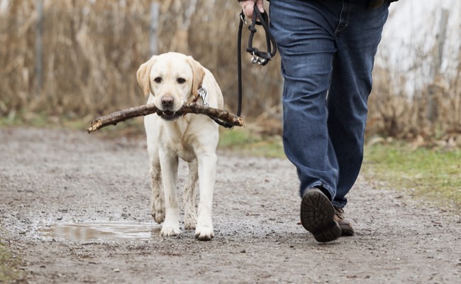Lagen am Wegrand wirklich Giftköder? Die Analyse läuft