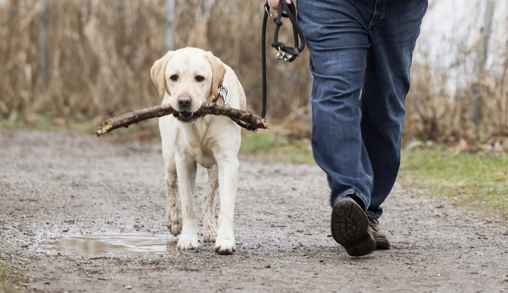 Giftköder können fatale Folgen für Vierbeiner haben. Die Angst unter Hundehalterinnen und -haltern ist dementsprechend gross.