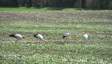 Allein in der Kolonie Saxerriet wurden rund 160 Jungstörche gezählt, so viele wie noch nie