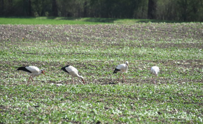 Allein in der Kolonie Saxerriet wurden rund 160 Jungstörche gezählt, so viele wie noch nie
