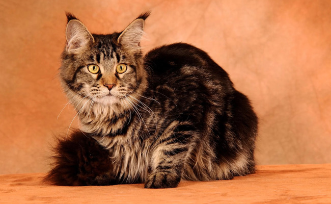 Wer hat die meisten Stubentiger? So viele Katzen leben in Ihrer Ostschweizer Gemeinde