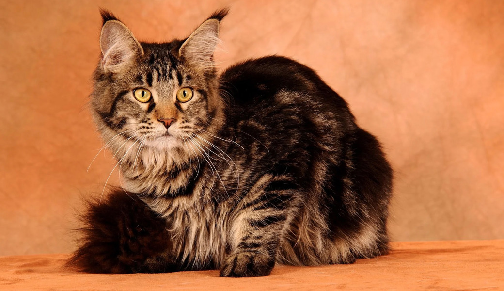 Wer hat die meisten Stubentiger? So viele Katzen leben in Ihrer Ostschweizer Gemeinde