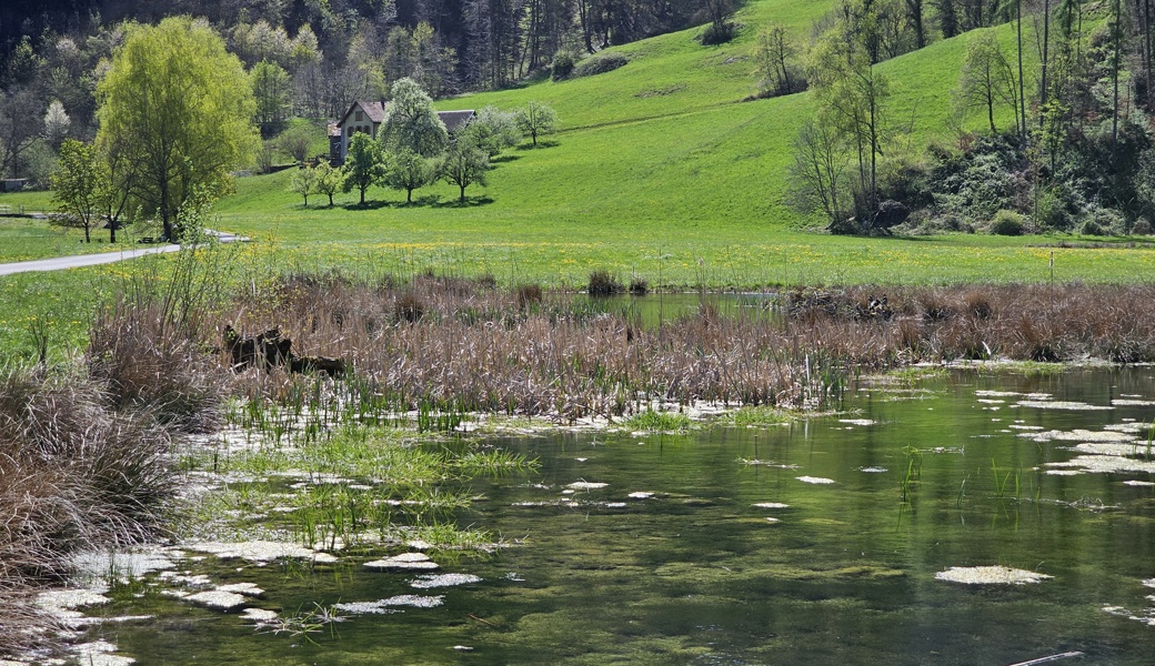 Das Rietli ist eine Naturoase, die erholsame Spaziergänge verspricht. Was in der Wiese hinter den Weihern im Boden schlummert, ist allerdings weniger idyllisch.