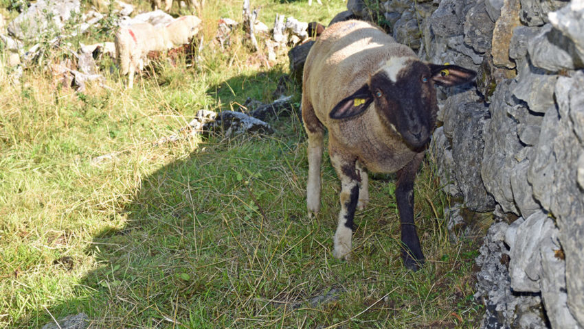  Die Alp Säss, auch Gamser Schafberg genannt, ist Schafe geeignet, für Rinder aber ist sie viel zu steil. 