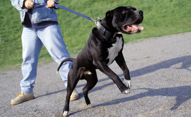 Immer mehr Hundebisse: Keine Frage der Hunderasse