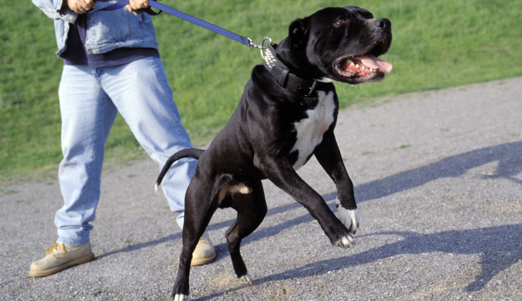 Immer mehr Hundebisse: Keine Frage der Hunderasse