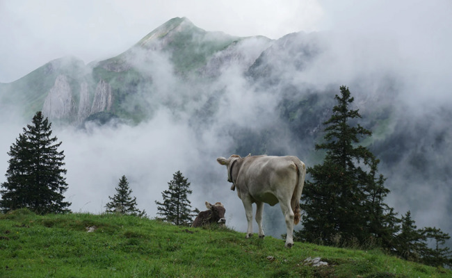 Viel Regen, ausbleibende Gäste: Die Folgen des schlechten Wetters den Bergtourismus im Alpstein