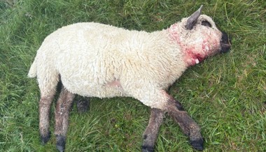 Sieben tote Schafe am Gamserrugg: Warum Wolfsrisse jetzt wieder zunehmen könnten