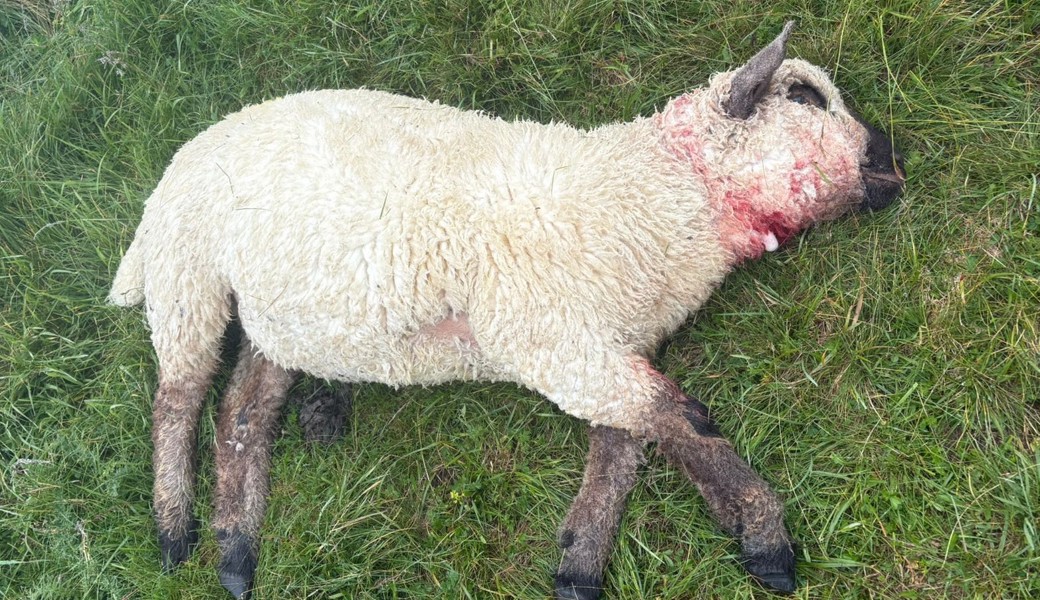 Auch dieses Schaf hat den Wolfsangriff am Montag auf dem Gamserrugg nicht überlebt.