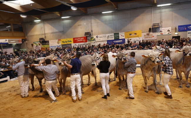 Das Spitzen-Braunvieh misst sich in Sargans