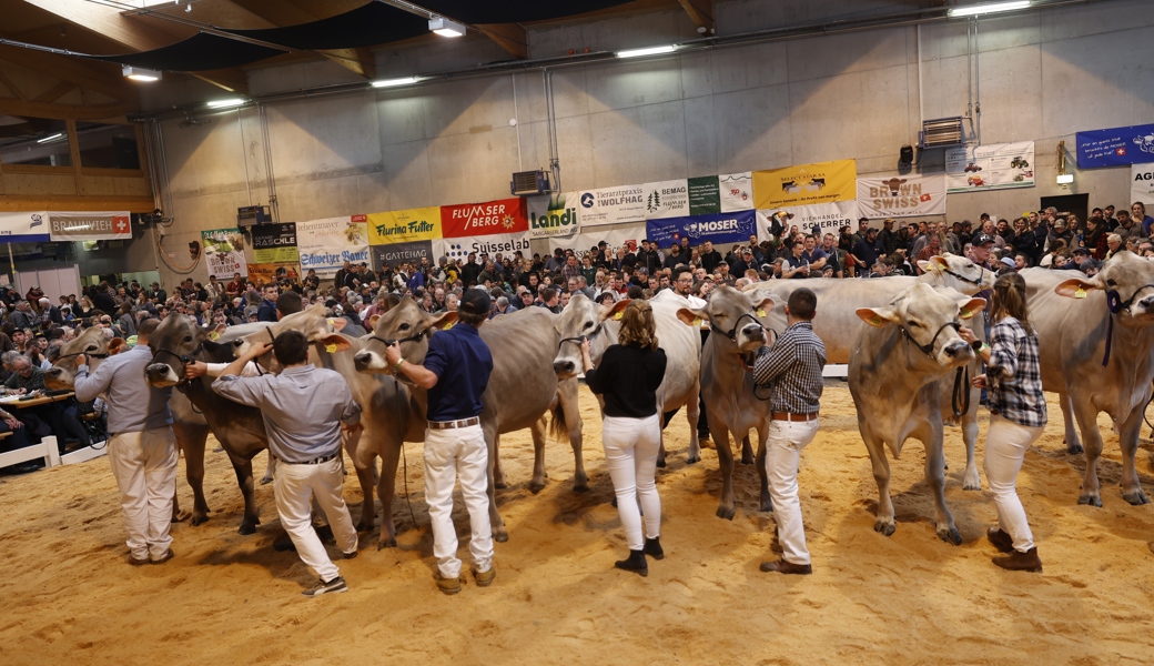 183 Kühe und 52 Rinder werden an der Regionalschau präsentiert.