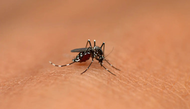 Dengue-Fieber wegen Ferien-Rückkehrern auf Rekordhoch – Swissmedic lässt Impfung zu