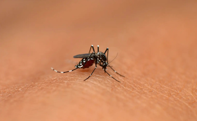 Dengue-Fieber wegen Ferien-Rückkehrern auf Rekordhoch – Swissmedic lässt Impfung zu