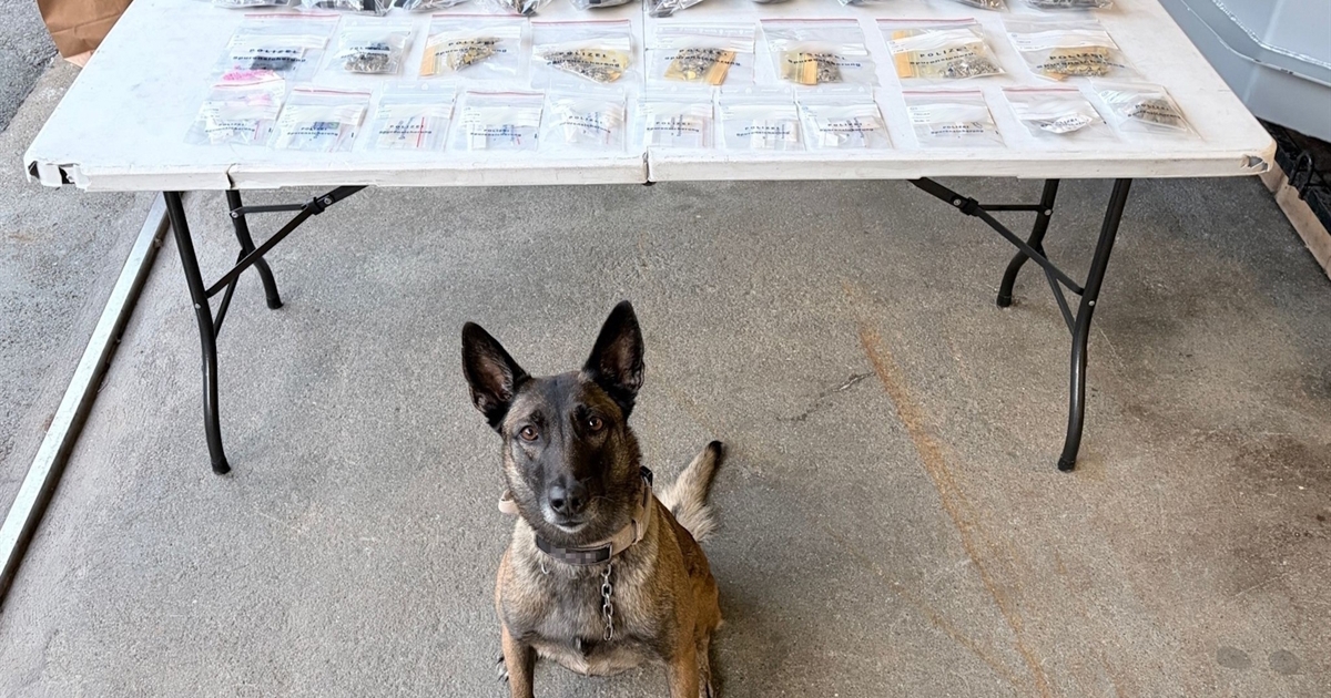 Graubünden police dog made a large drug find