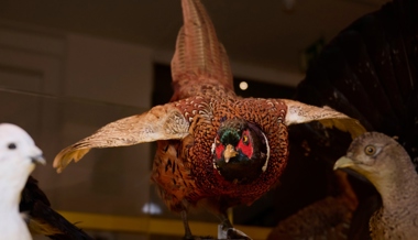 Sammler stiehlt im Naturmuseum ausgestopfte Vögel: «Die Idee kam ganz plötzlich»