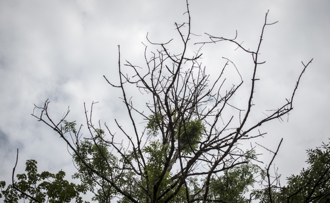 238 kranke Eschen entlang der A13  müssen gefällt werden