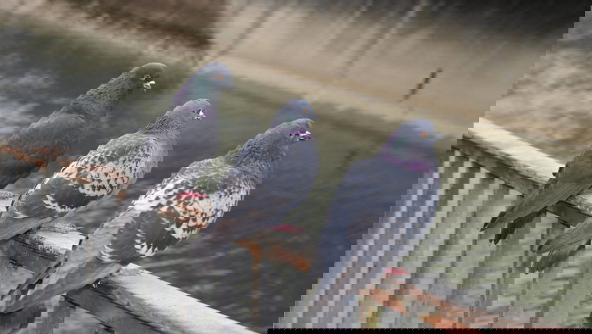  Stadttauben sind häufig nicht gerne gesehen. 