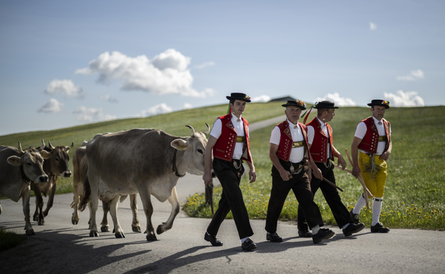 Der Alpsommer beginnt farbenfroh