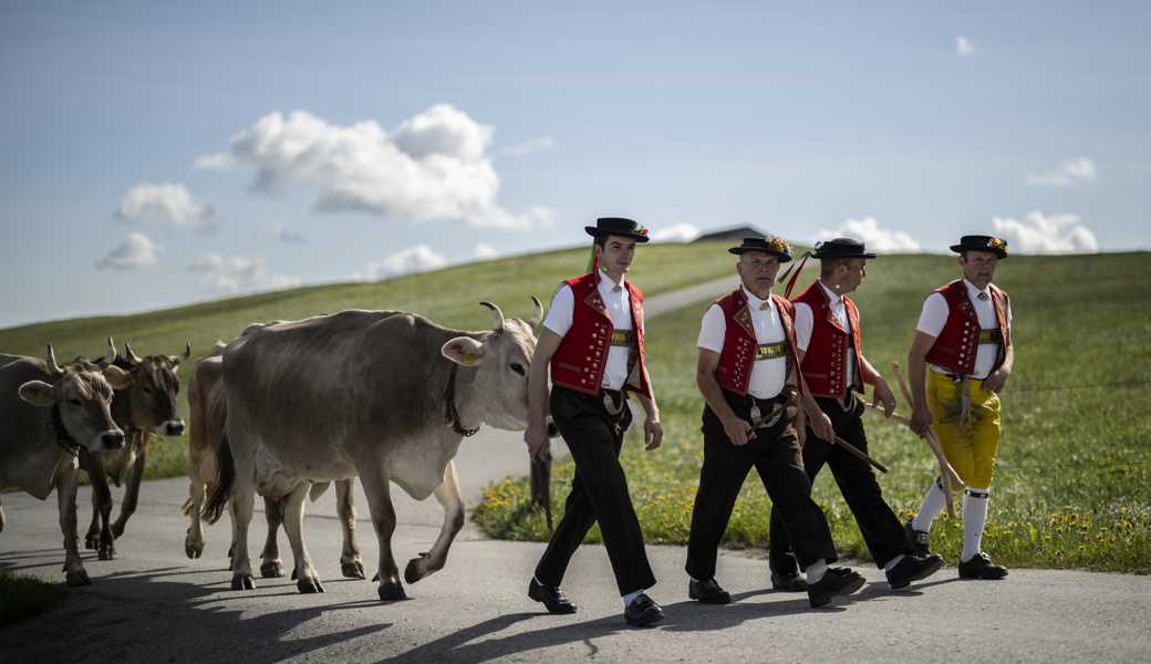 Der Alpsommer beginnt farbenfroh