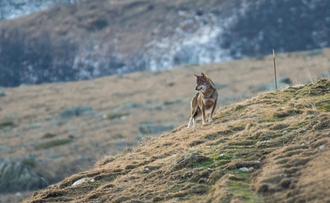 Drei tote Ziegen: Wolf hat im Schutz des Nebels angegriffen