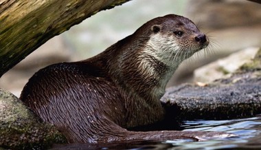 Positive Entwicklung: Der Fischotter breitet sich im Rheintal weiter aus