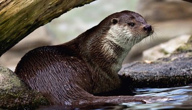 Positive Entwicklung: Der Fischotter breitet sich im Rheintal weiter aus