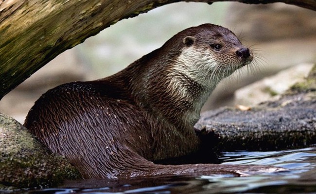 Positive Entwicklung: Der Fischotter breitet sich im Rheintal weiter aus