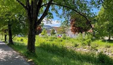 «Werden Projekt kritisch beobachten»: Verein fordert rasche Klarheit bei der Testverpflanzung der Alleebäume