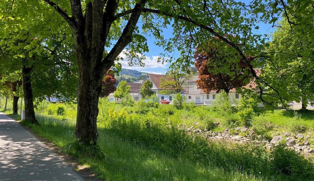 Die Thur in Wattwil säumen knapp 450 Alleebäume. Der Kanton prüft nun, wie viele davon erhalten und wie viele durch Jungbäume ersetzt werden müssen.