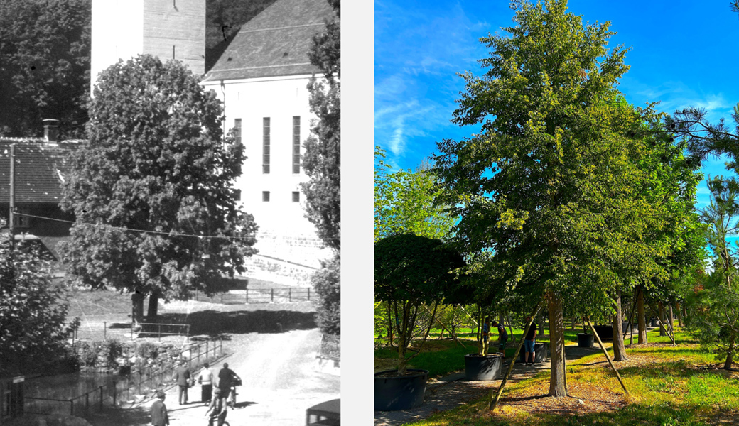 Weit über 100-jährig: Die alte Linde zwischen Kirche und «Traube» wird gefällt
