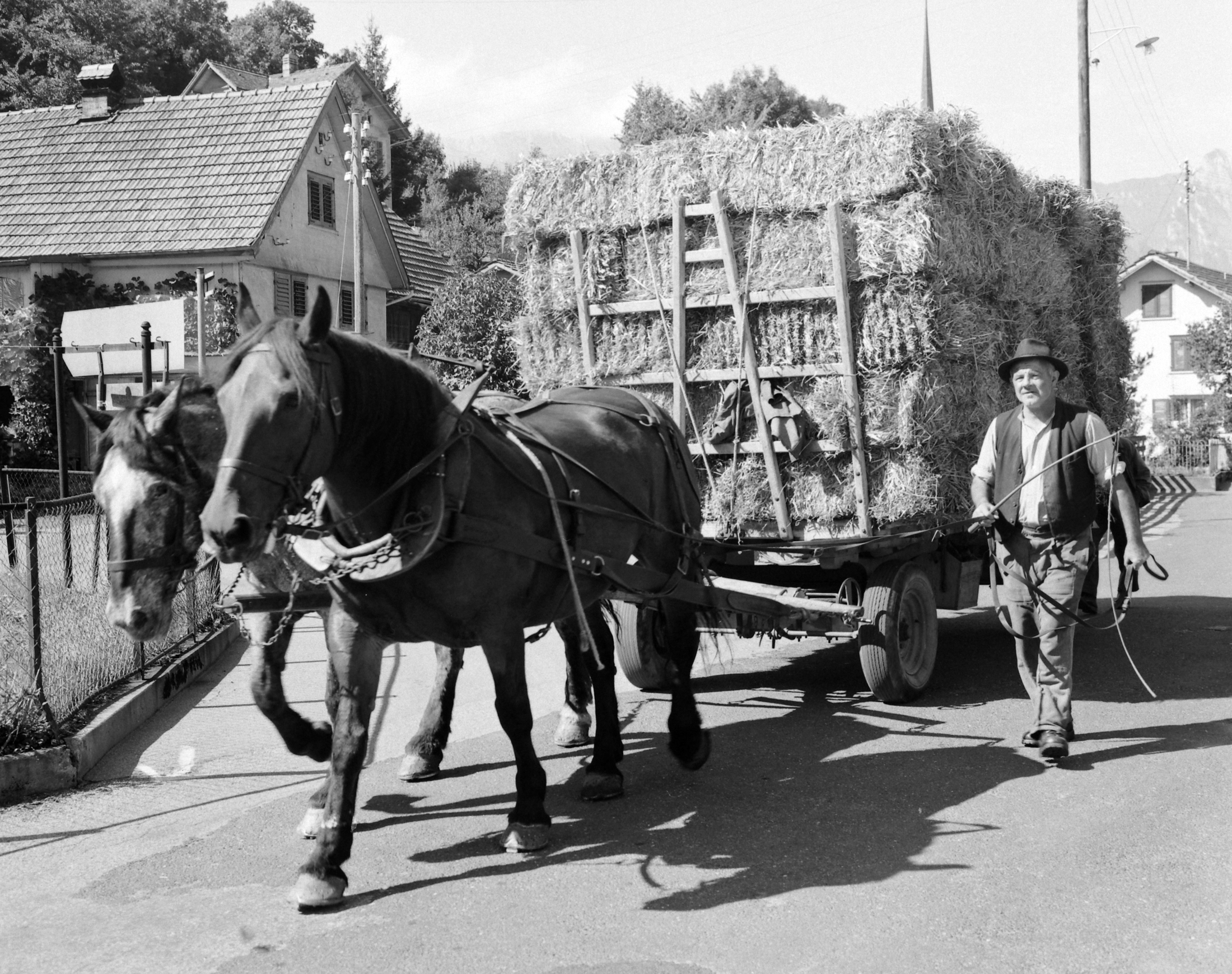 Als die Wirtschaft noch auf den Schultern der Arbeitstiere lastete