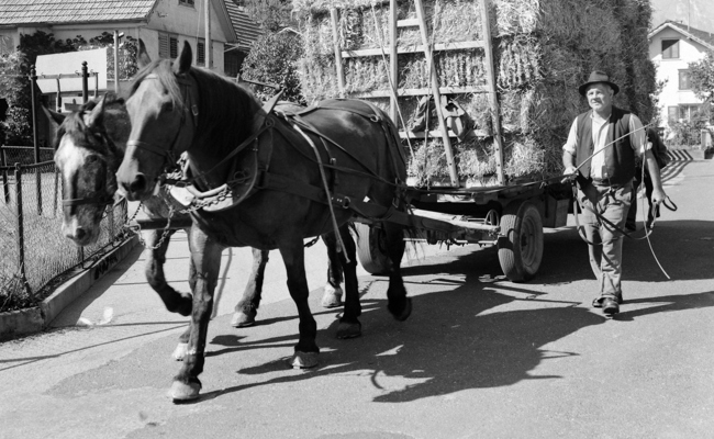 Als die Wirtschaft noch auf den Schultern der Arbeitstiere lastete