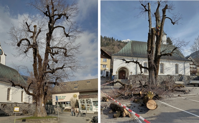 Sie musste gefällt werden: Alte Wildhauser Dorflinde wurde Opfer von Pilz und Fäulnis