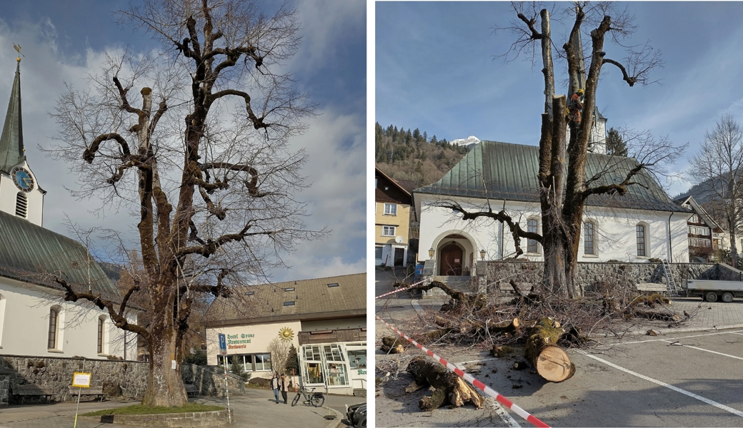 Sie musste gefällt werden: Alte Wildhauser Dorflinde wurde Opfer von Pilz und Fäulnis
