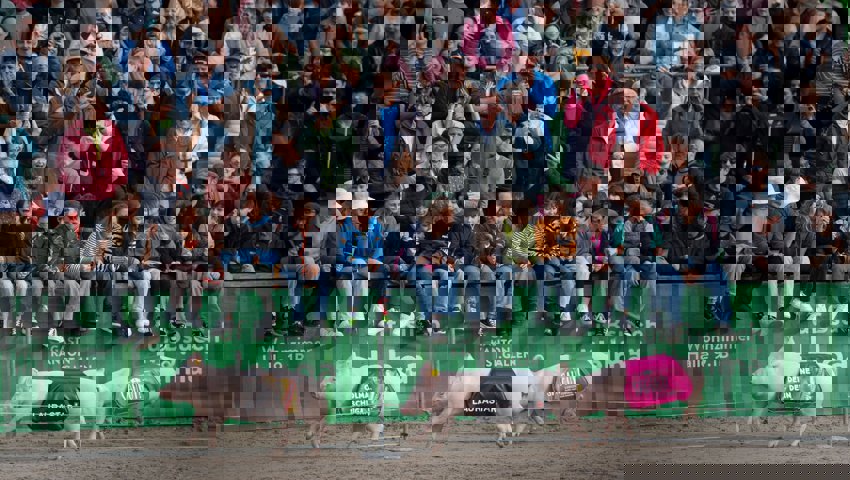 Das traditionelle Säulirennen an der Olma 2024.