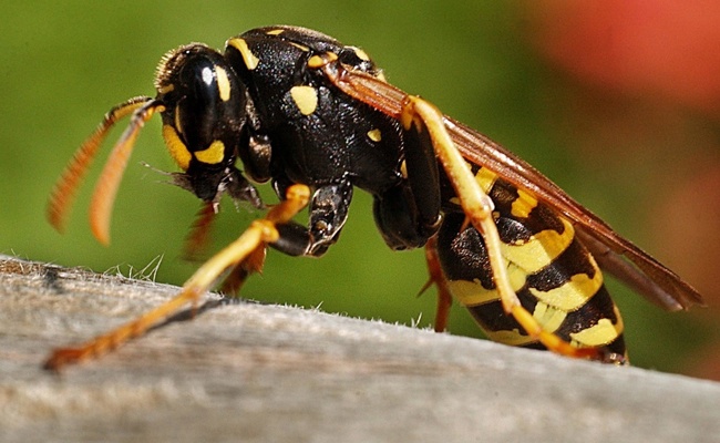 Sommerzeit: Die Bienen und die Wespen stechen nur zu ihrer Verteidigung