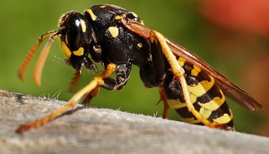 Sommerzeit: Die Bienen und die Wespen stechen nur zu ihrer Verteidigung