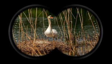 «Wie eine Einstiegsdroge»: Vögel beobachten boomt – und wird bei Jungen immer beliebter
